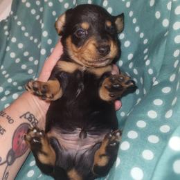 Male 4 - Black and tan male Dachshund puppy in Suffolk, Virginia from Mini Love Bugs