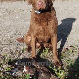 Chesapeake Bay Retrievers from GemiLamb Gun Dogs