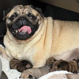 Barney - Fawn male Pug puppy in Saint Pauls, North Carolina from Copperfield’s Goldens