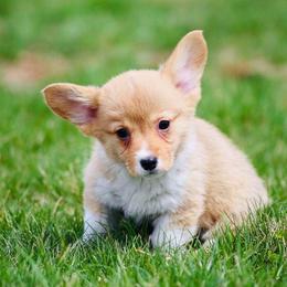 Pembroke Welsh Corgi Puppies from Edgewood Farm