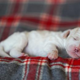 Goldendoodle Puppies from Pond Town Pups