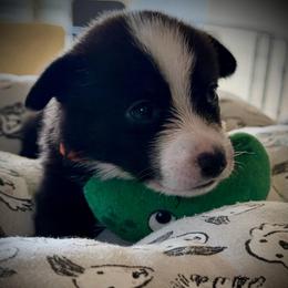Homer the Herder - Black and white male Cardigan Welsh Corgi puppy in Omaha, Arkansas from DnD Corgis