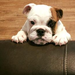 Bulldog and French Bulldog Puppies from Crystals Bulldog Bungalow