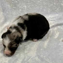 Marke - Blue merle male Australian Shepherd puppy in Mount Vernon, Texas from RJ's Aussie Posse