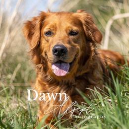 Nala - Golden Retriever