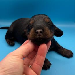 Archer - Black and tan male Dachshund puppy in Richmond, Kentucky from Cemcade Dachshunds