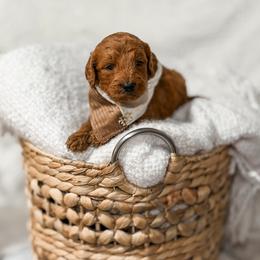 Grey collar boy - Red  male Goldendoodle puppy in Spokane, Washington from Dream Doodles in Spokane WA