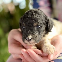 Clara - Parti female Poodle puppy in Grimsley, Tennessee from Above Standard Poodles