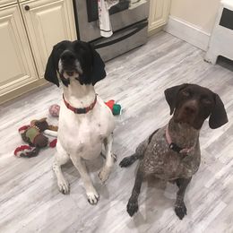 German Shorthaired Pointers from Wildcard GSP