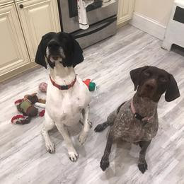 German Shorthaired Pointers from Wildcard GSP