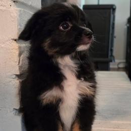 Tucker - Black tri male Toy Australian Shepherd puppy in Alabaster, Alabama from Bama Belle Aussies
