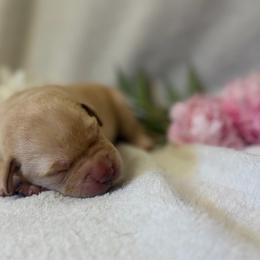 Wade - Yellow male Labrador Retriever puppy in Sweet Home, Oregon from Knotty Creek Labradors