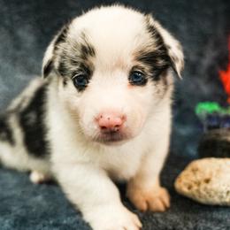Charlotte - White merle female American Corgi puppy in Los Angeles, California from Cal Beach Corgis