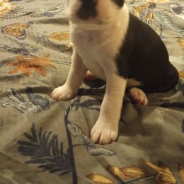 Boston Terrier Puppies from Lotus Life Puppies