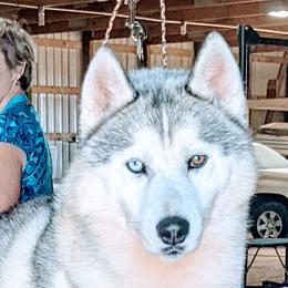 Legacy - Siberian Husky