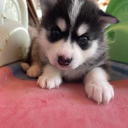 Phoebe - Black and white female Pomsky puppy in Diamond Lake, Washington from Husky Haven WA