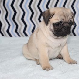 Ivan - Fawn male Pug puppy in Tuscola, Illinois from Dream on puppies