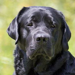 Willis - Labrador Retriever