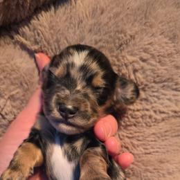 Dapple girl - Dapple female Dachshund puppy in West Plains, Missouri from Spring Creek Dachshunds