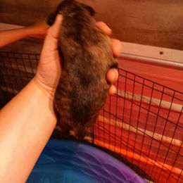 Girl 1 - Brindle female Boxer puppy in Pikeville, Kentucky from Boxers of Whispered Wishes