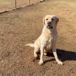 Spooks - Labrador Retriever
