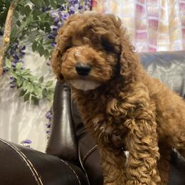 Poodle Puppies from Alstartoypoodle