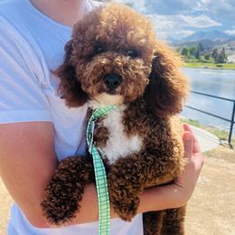 Maverick - Poodle