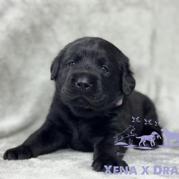 Light purple - Black female Labrador Retriever puppy in Beaverdam, Virginia from Riverside Sunset Labrador Retrievers