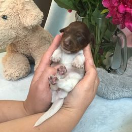 Girl 1 - Dachshund puppy in Great Bend, Pennsylvania from Dashing Doxies