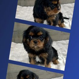 Rocket man - Black and tan male Cavalier King Charles Spaniel puppy in Saint Augustine, Florida from STARGAZER CAVALIERS