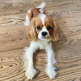 Joey - Cavalier King Charles Spaniel