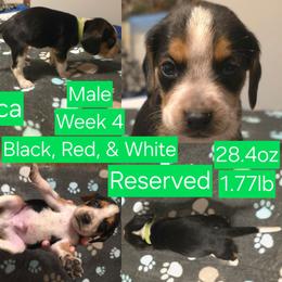 Luca Green Male - Black red and white male Beagle puppy in Bemidji, Minnesota from Nse Farms Beagles