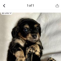 Dachshund Puppies from Creek Life Mini Dachshunds