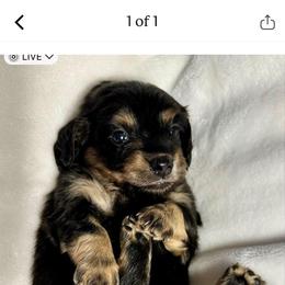 Dachshund Puppies from Creek Life Mini Dachshunds