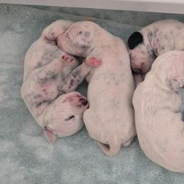 Girl 1 - White and black female Dalmatian puppy in Ventura, California from Undeniable Dalmatians