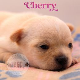 Cherry - Cream female Chihuahua puppy in Forsyth, Georgia from Brooks Grove Canines LLC