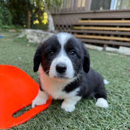 Honey - Black and white female Cardigan Welsh Corgi puppy in Wekiwa Springs, Florida from It is Corgiland