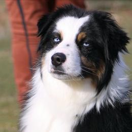 Buddy - Black tri male Miniature Australian Shepherd puppy in Elgin, Oregon from LongMile Aussies