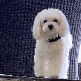 Maltese from Zairrah Geyrozaga's Maltese