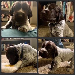 Wirehaired Pointing Griffon Puppies from Rocking S Griffons