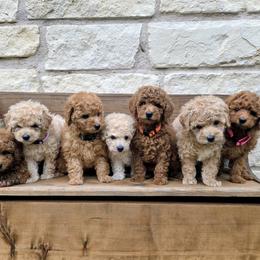 Poodle puppies from Doodle Doula