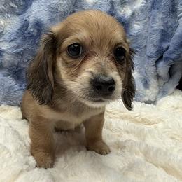 Delilah - Cream female Dachshund puppy in Onalaska, Texas from Smokey Pines Dachshunds