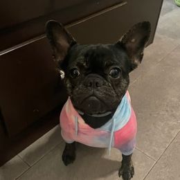 French Bulldogs from The Bull Life