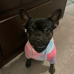 French Bulldogs from The Bull Life