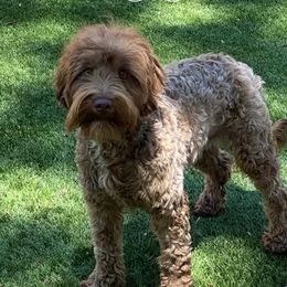 Magnolia - Australian Labradoodle
