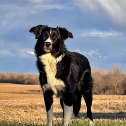 Maize Mae - Older Pup Returned - Looking For Next Family - Black and white Border Collie puppy in Hale, Missouri from MOR. Caliber Border Collies