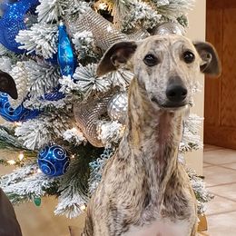 Jet - Whippet
