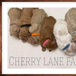 Goldendoodle Puppies from Cherry Lane Farm