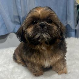 Max - Sable male Shih Tzu puppy in Tenino, Washington from Fantasy Realm Shih Tzus