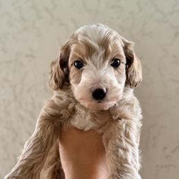 Dude - male Goldendoodle puppy in Daytona Beach, Florida from Beach Doodles